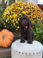 F1 Camden, a male Cockapoo for sale in Mayfield, KY – 10 of 10