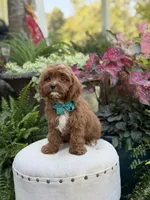 Rhett , a male Cavapoo for sale in Mayfield, KY – 9 of 10