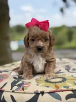 Presley, a female Miniature Goldendoodle for sale in Mayfield, KY – 8 of 8