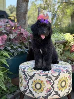 F1 Trinity, a female Bernedoodle for sale in Mayfield, KY – 3 of 10