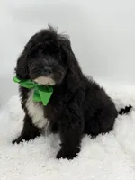 processed/949b013f-0bcf-4eb7-8242-1d54f658f7e3/listing/9b256822-7aa9-4ec9-bcf4-7ff1839d2113/c1603a2d-a146-4553-a1ef-980ca33084a6