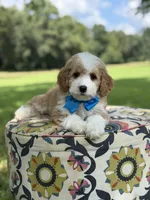 F1B Laken, a male Cavapoo for sale in Mayfield, KY – 8 of 10
