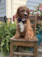 F1 Carter, a male Cavapoo for sale in Mayfield, KY – 7 of 10