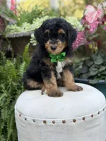 F1B Blake, a male Bernedoodle for sale in Mayfield, KY – 3 of 10