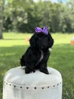 Luna, a female Cavapoo for sale in Mayfield, KY – 5 of 10