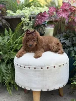 Reba, a female Cavapoo for sale in Mayfield, KY – 6 of 10
