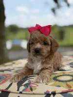 Presley, a female Miniature Goldendoodle for sale in Mayfield, KY – 5 of 8