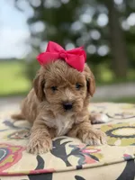 Presley, a female Miniature Goldendoodle for sale in Mayfield, KY – 6 of 8