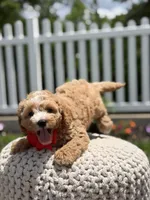 F1 Jackson , a male Cavapoo for sale in Mayfield, KY – 7 of 7