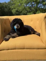 AKC Wally, a male Poodle - Multi-Colored Standard for sale in Mayfield, KY – 7 of 10