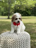 Benson, a male Miniature Goldendoodle for sale in Mayfield, KY – 5 of 10