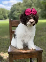 F1B Tiffany, a female Cavapoo for sale in Mayfield, KY – 4 of 10