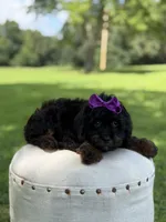 F1 Ashlyn, a female Cavapoo for sale in Mayfield, KY – 8 of 10
