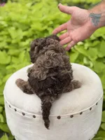 Andy, a male Cavapoo for sale in Mayfield, KY – 6 of 6