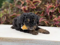 Hans, a male Miniature Bernedoodle for sale in Mayfield, KY – 5 of 6