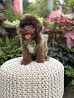 Apollo, a male Cavapoo for sale in Mayfield, KY – 5 of 10