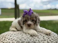 Hannah, a female Cavapoo for sale in Mayfield, KY – 3 of 10