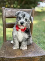 F1B Trooper, a male Maltipoo for sale in Mayfield, KY – 9 of 10