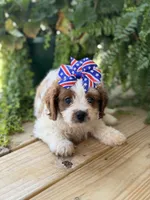 F1 Chloe, a male Cavapoo for sale in Mayfield, KY – 7 of 7