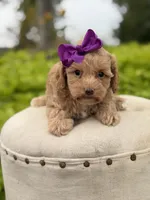 Ansley, a female Cavapoo for sale in Mayfield, KY – 4 of 5