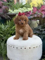 Ruby, a female Cavapoo for sale in Mayfield, KY – 7 of 9