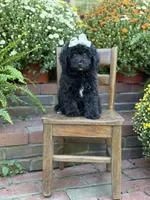 Jasmine, a female Miniature Bernedoodle for sale in Mayfield, KY – 7 of 9