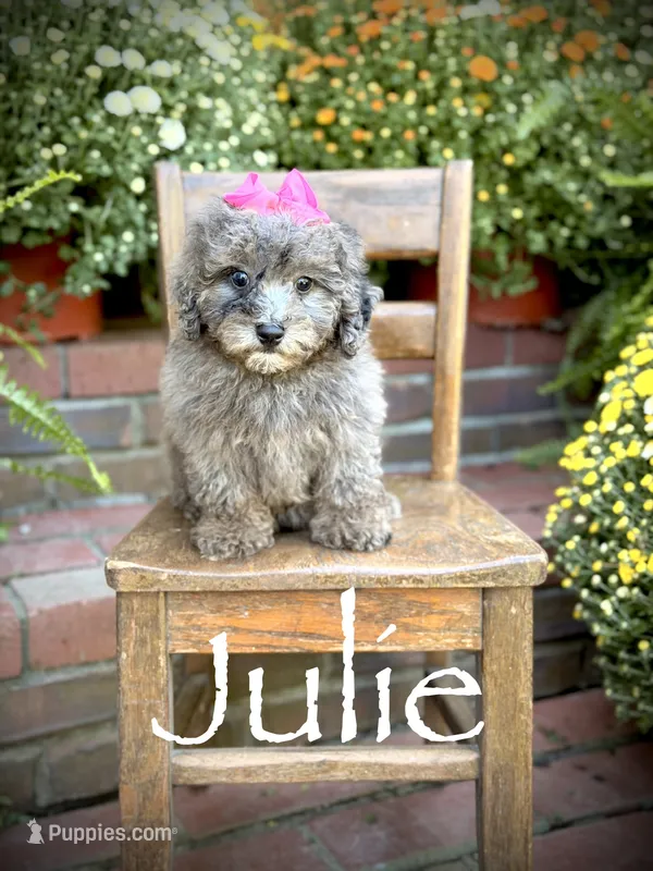Julie – Miniature Bernedoodle puppy for sale in Mayfield, KY