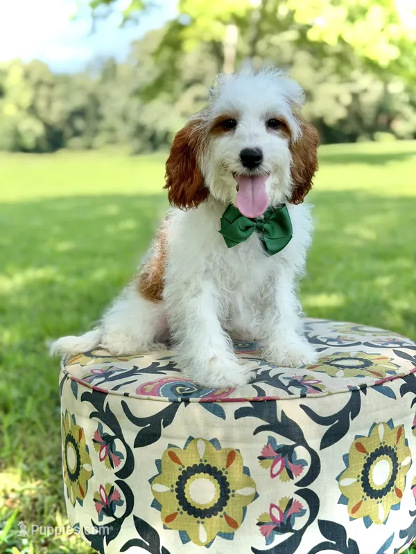 Dawson – Cavapoo puppy for sale in Mayfield, KY