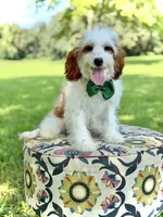 Dawson, a male Cavapoo for sale in Mayfield, KY – 1 of 10
