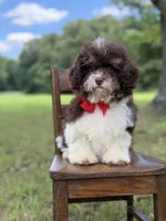 F1B Titan, a male Cavapoo for sale in Mayfield, KY – 3 of 10