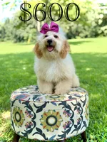 Nelly, a female Miniature Goldendoodle for sale in Mayfield, KY – 2 of 10
