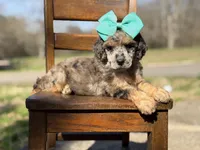 AKC Winnie, a female Poodle - Multi-Colored Standard for sale in Mayfield, KY – Photo 9 of 10