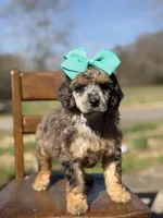 AKC Winnie, a female Poodle - Multi-Colored Standard for sale in Mayfield, KY – Photo 5 of 10