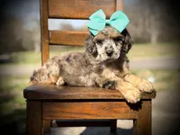 AKC Winnie, a female Poodle - Multi-Colored Standard for sale in Mayfield, KY – Photo 1 of 10
