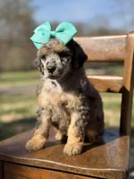 AKC Winnie, a female Poodle - Multi-Colored Standard for sale in Mayfield, KY – Photo 6 of 10