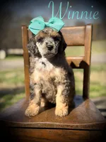 AKC Winnie, a female Poodle - Multi-Colored Standard for sale in Mayfield, KY – Photo 2 of 10