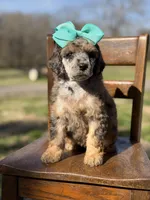 AKC Winnie, a female Poodle - Multi-Colored Standard for sale in Mayfield, KY – Photo 10 of 10