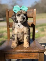 AKC Winnie, a female Poodle - Multi-Colored Standard for sale in Mayfield, KY – Photo 4 of 10