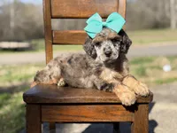 AKC Winnie, a female Poodle - Multi-Colored Standard for sale in Mayfield, KY – Photo 8 of 10