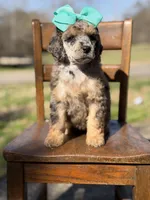 AKC Winnie, a female Poodle - Multi-Colored Standard for sale in Mayfield, KY – Photo 3 of 10