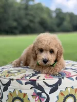F1B Lucky, a male Cavapoo for sale in Mayfield, KY – 8 of 10