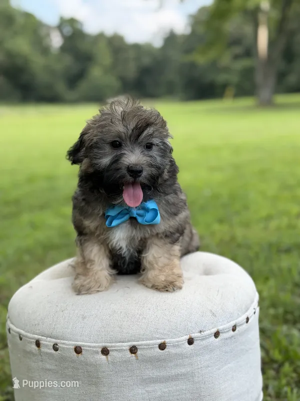 Chocolate sable M – Havapoo puppy for sale in Mayfield, KY
