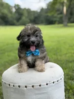 Chocolate sable M, a male Havapoo for sale in Mayfield, KY – 1 of 10