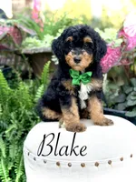 F1B Blake, a male Bernedoodle for sale in Mayfield, KY – 1 of 10
