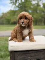 Edison, a male Cavapoo for sale in Mayfield, KY – 4 of 10
