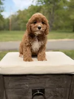 Edison, a male Cavapoo for sale in Mayfield, KY – 9 of 10