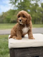 Edison, a male Cavapoo for sale in Mayfield, KY – 3 of 10