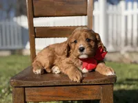 Edison, a male Cavapoo for sale in Mayfield, KY – Photo 3 of 6