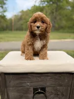 Edison, a male Cavapoo for sale in Mayfield, KY – 10 of 10