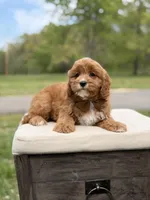 Edison, a male Cavapoo for sale in Mayfield, KY – 2 of 10